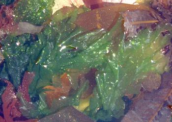 Sea Lettuce (Ulva lactuca) - green alga